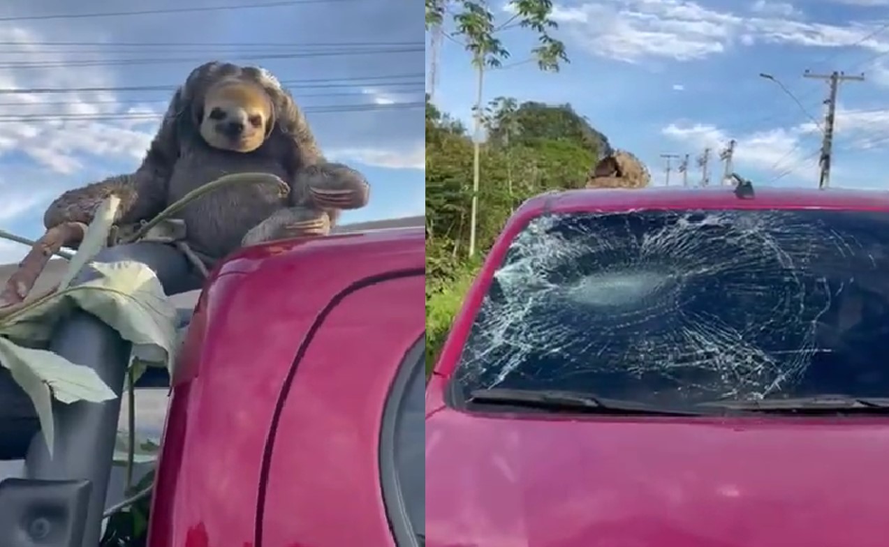 Bicho-Preguiça cai de árvore e destrói vidro de carro em Manaus; vídeo