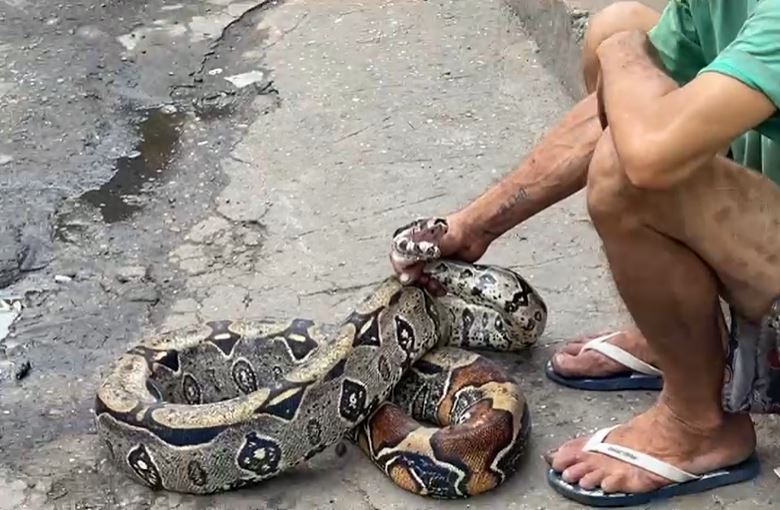 Cobra de quase 2 metros é flagrada em armazém e vira atração em Manaus