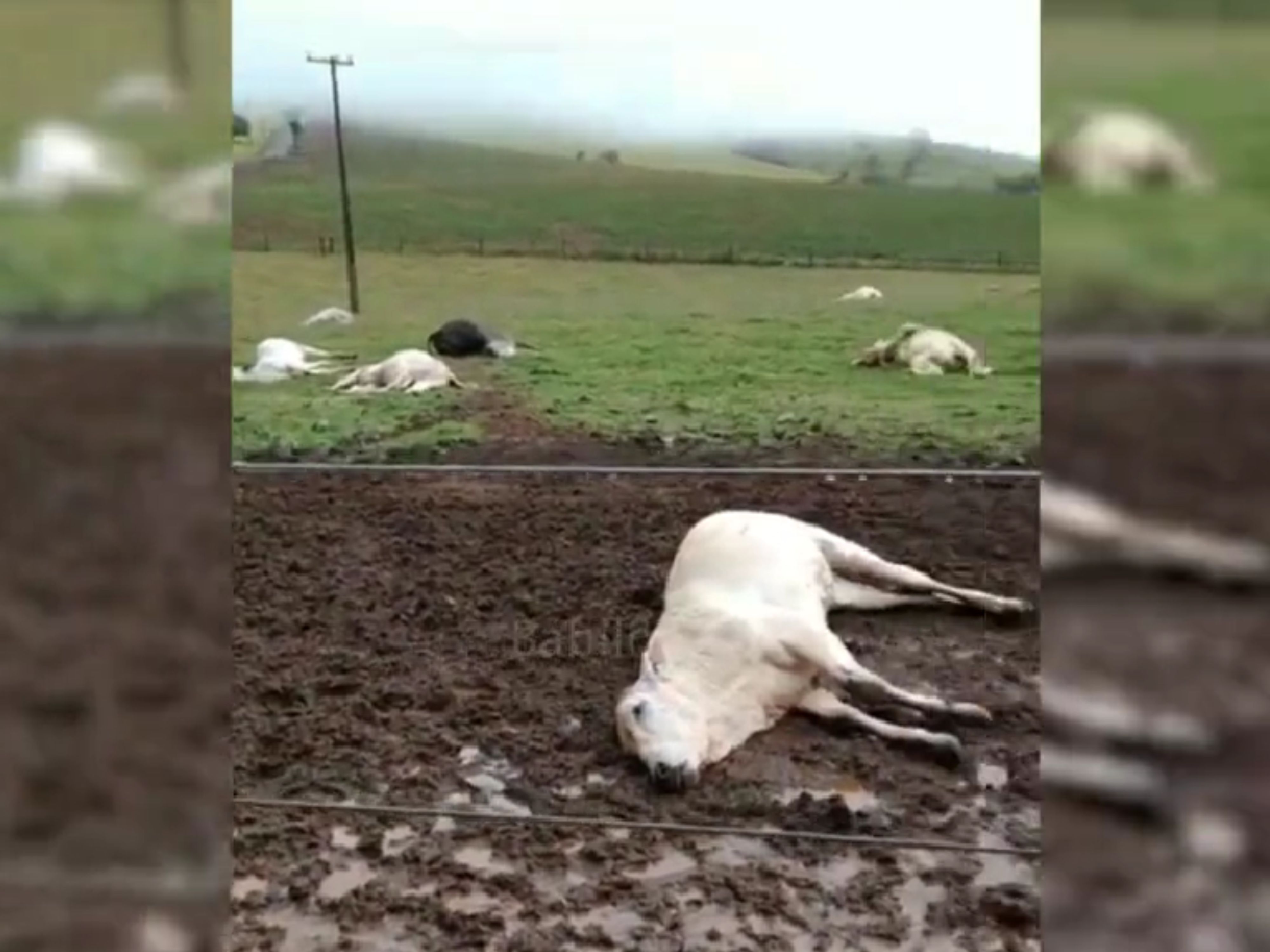 Vídeo mostra 17 bezerros mortos após serem atingidos por raio