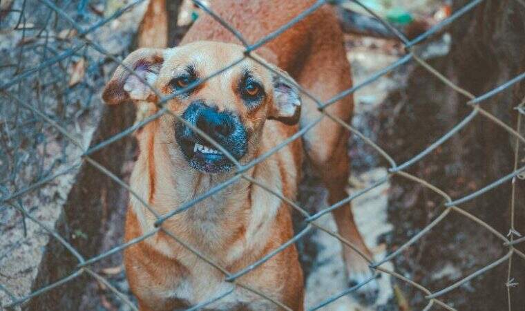 Caso de raiva animal é registrado no Rio de Janeiro após 26 anos
