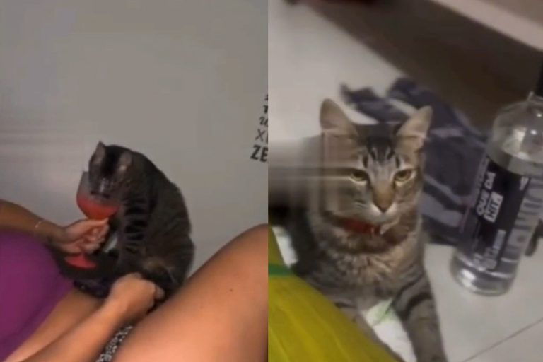 SEAP demite advogada que filmou gato bebendo vodka