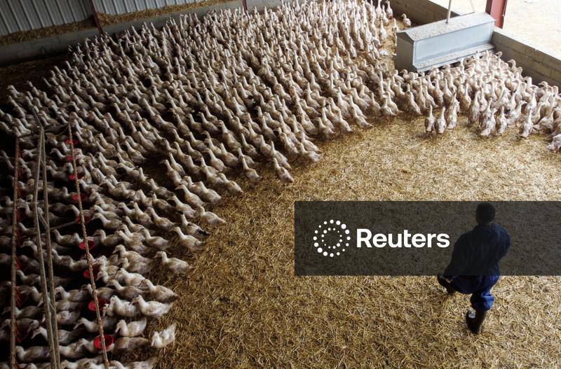 Instituto francês diz que gripe aviária pode levar a pandemia pior do que a Covid-19