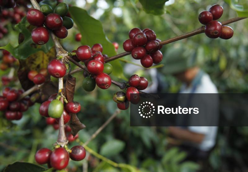 Trump diz que governo reduzirá algumas tarifas sobre o café