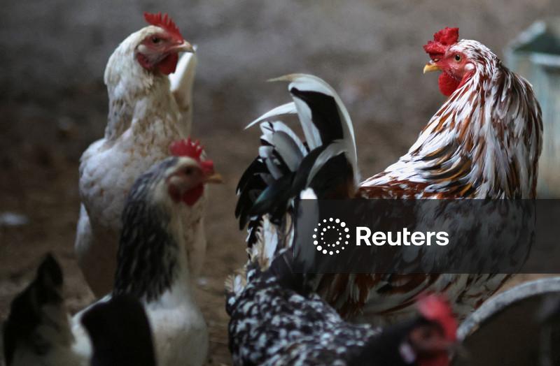 Reabertura da China para frango do Brasil abre oportunidades para MBRF, dizem executivos