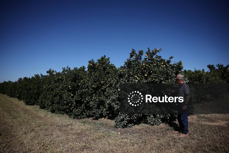 Fundecitrus reduz previsão de safra de laranja 25/26 de SP e MG