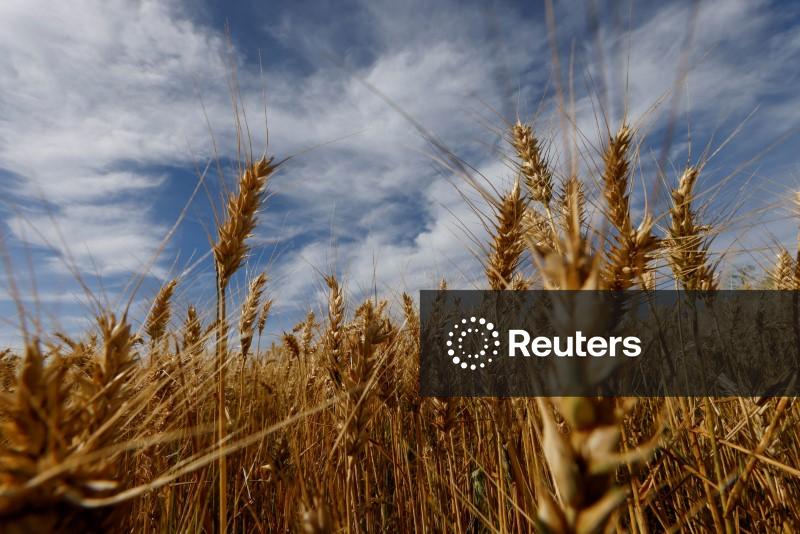 Trigo atinge máxima em uma semana com tempo seco para safra nos EUA