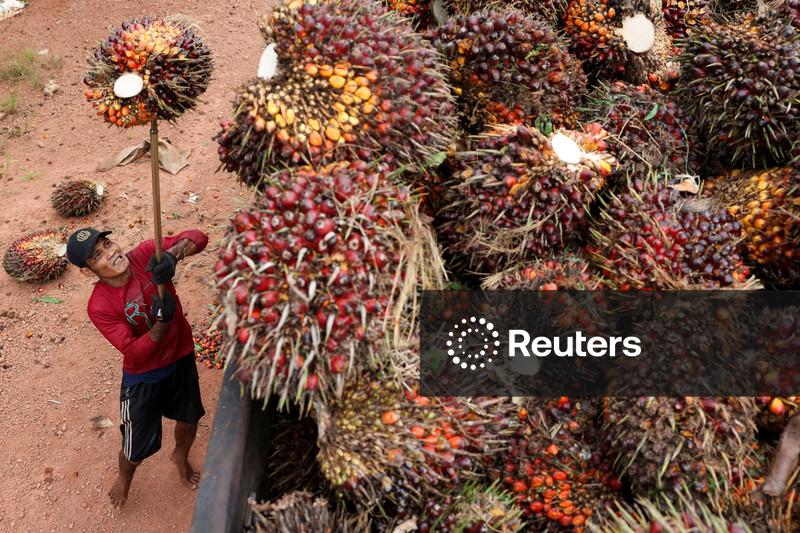 Estoques de óleo de palma da Malásia caem em janeiro pela primeira vez em 11 meses