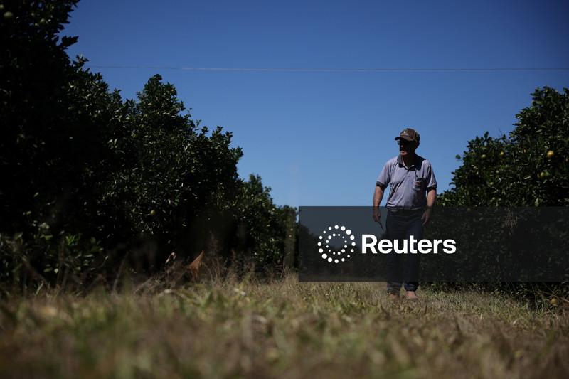 Pedidos de recuperação judicial do agro brasileiro mais que dobram no 3º tri, diz Serasa