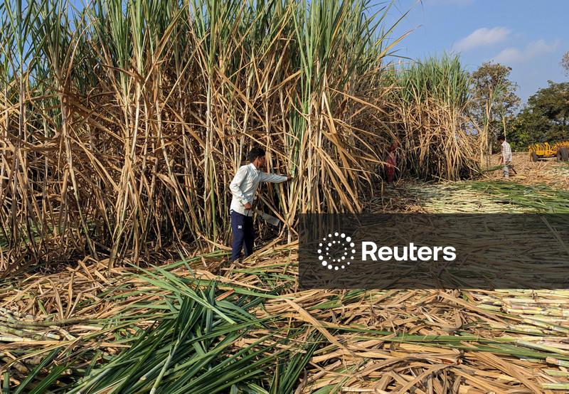 Índia lidará com excedente de açúcar com maiores exportações e destinação para etanol