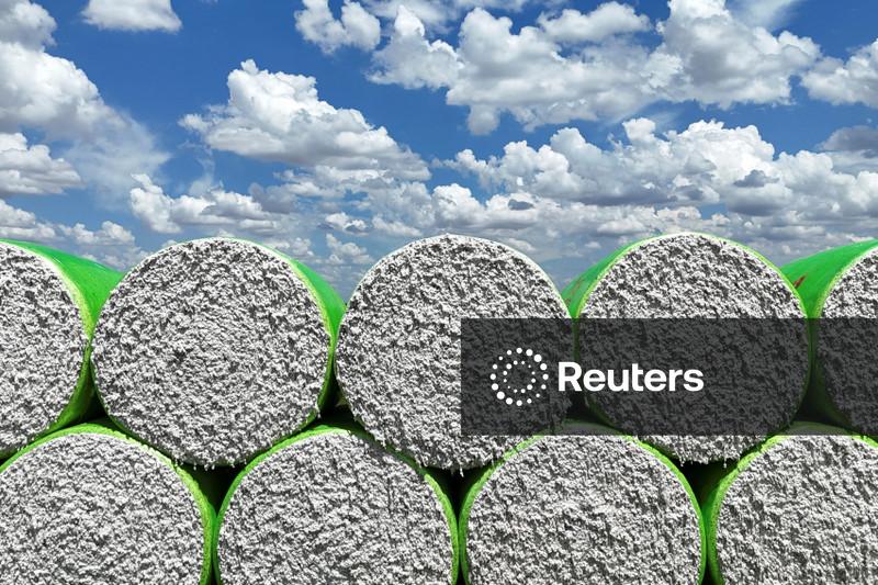 StoneX reduz em 1% previsão para safra de algodão 25/26 do Brasil