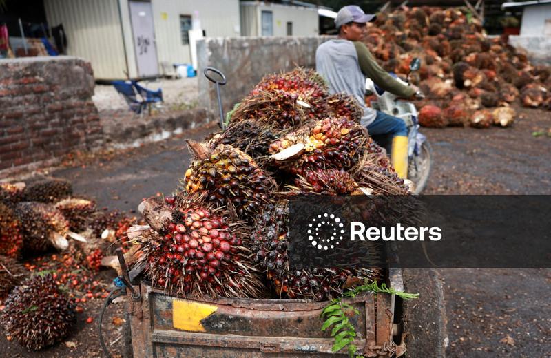 Frutos da palma sendo transportados na Malásia