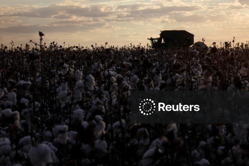 Imea reduz previsão de safra de algodão de MT; mantém projeção para soja e milho