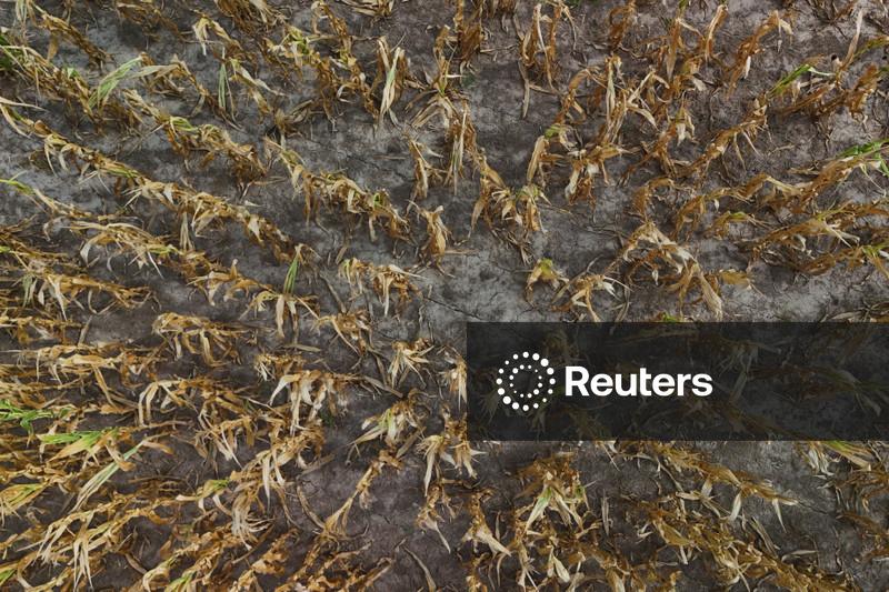 Agricultores argentinos recebem chuva como "uma bênção", mas ainda temem riscos para a colheita