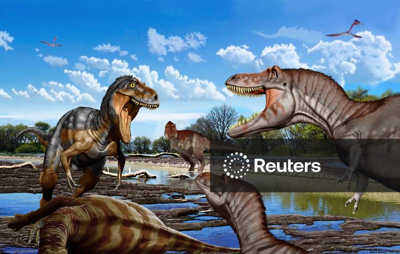 Um osso da garganta mata a charada: o Nanotyrannus não era um T. rex jovem