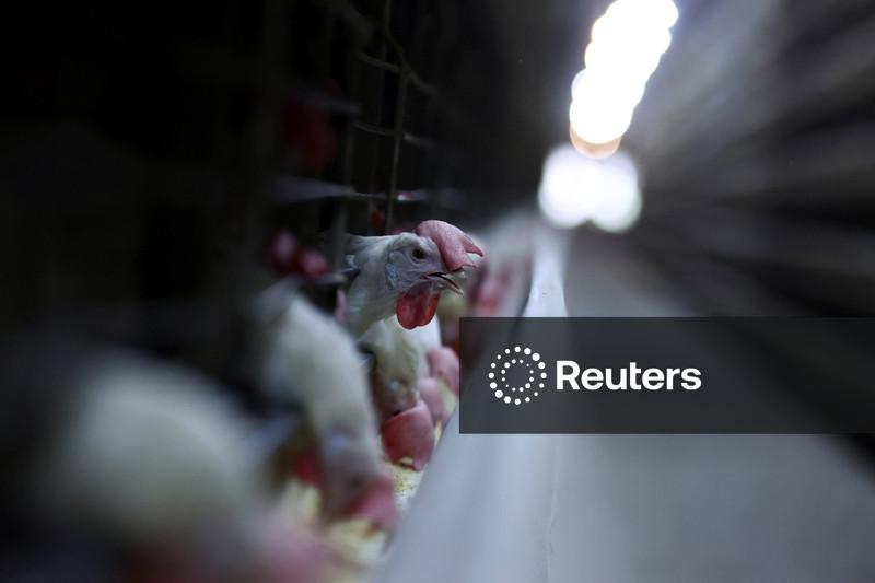Brasil pode ampliar exportações de carne de frango em 0,5% em 2025 após reversão de embargos, diz ABPA