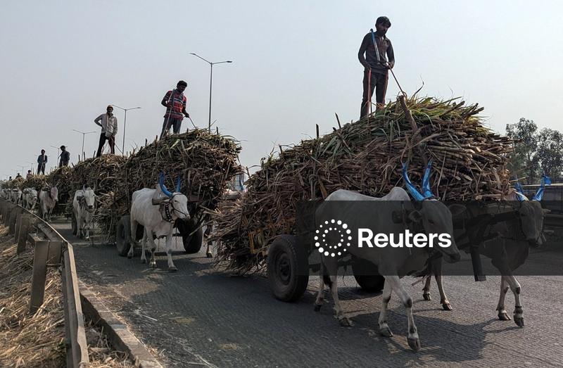 Produção de açúcar da Índia deve ficar abaixo do previsto, restringindo exportações