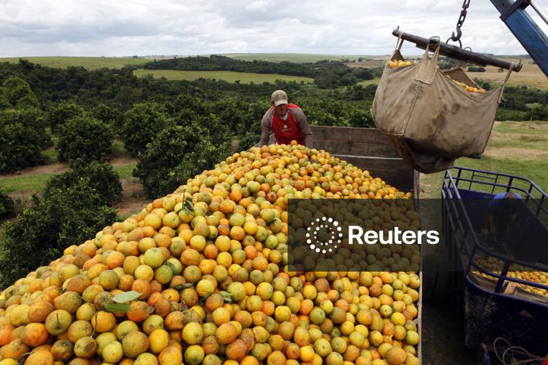 Fundecitrus reduz previsão da safra de laranja da região citrícola de SP e MG