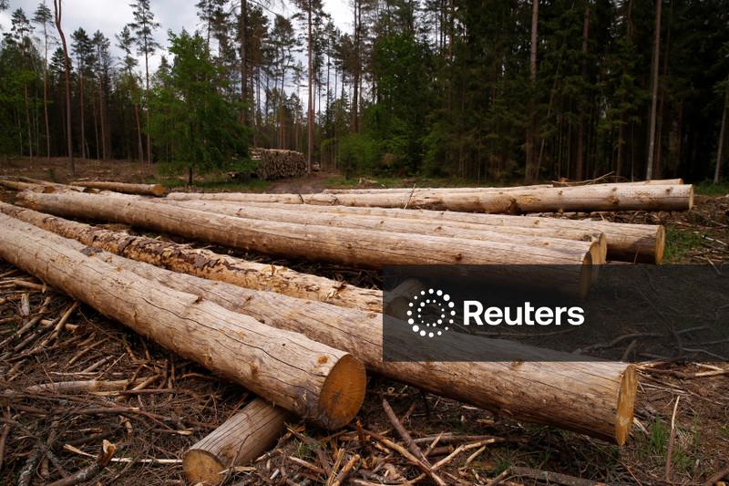 Parlamento Europeu apoia adiamento de um ano na lei de desmatamento