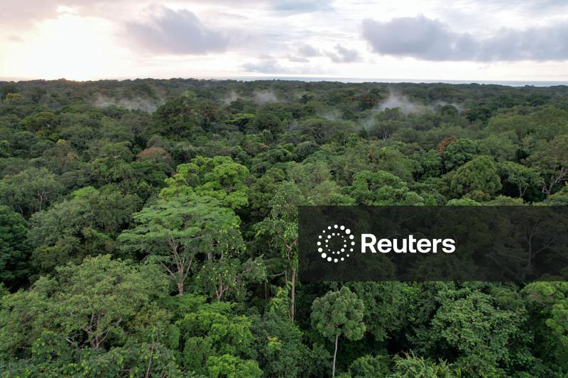 Gabão assina acordo histórico de financiamento climático para florestas tropicais do Congo