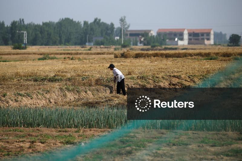 China promete estabilizar produção de grãos e aumentar autossuficiência em sementes oleaginosas de soja