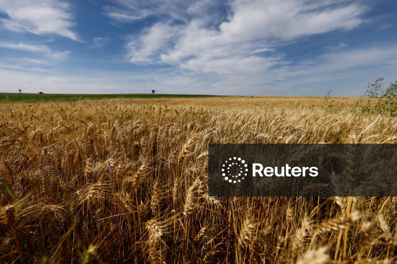 Rússia corta área de trigo em meio à queda das margens dos produtores, diz Sovecon