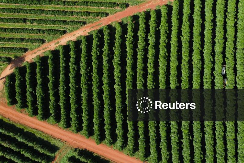 Safra de arábica no Brasil em 2026 pode superar 2025; produção de conilon deve recuar, dizem produtores