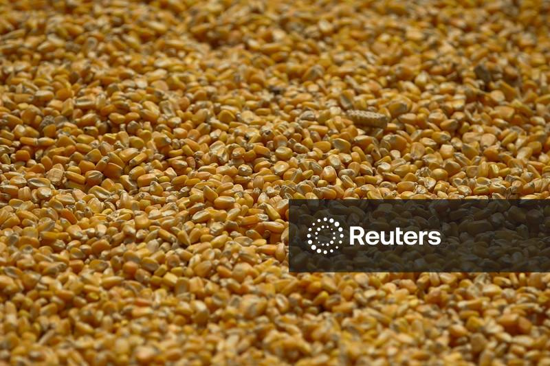 Estoques de milho dos EUA batem recorde em 1º de dezembro após grande colheita, diz USDA