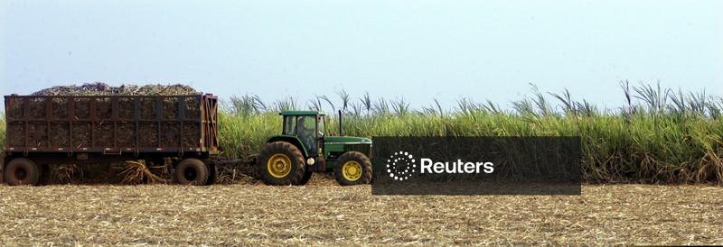 Raízen preservará investimentos em canaviais apesar de crise financeira e corte no capex total