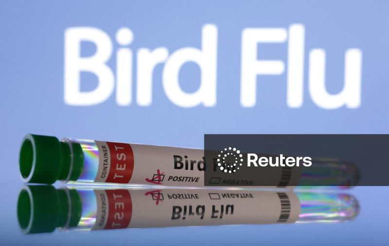 Illustration shows test tubes labelled "Bird Flu" words