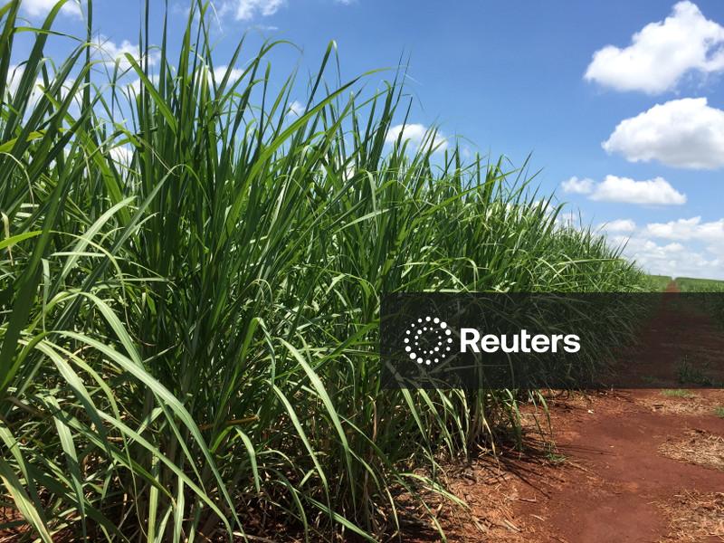 Produtores de cana-de-açúcar do Brasil reduzem investimentos na cultura, diz Orplana