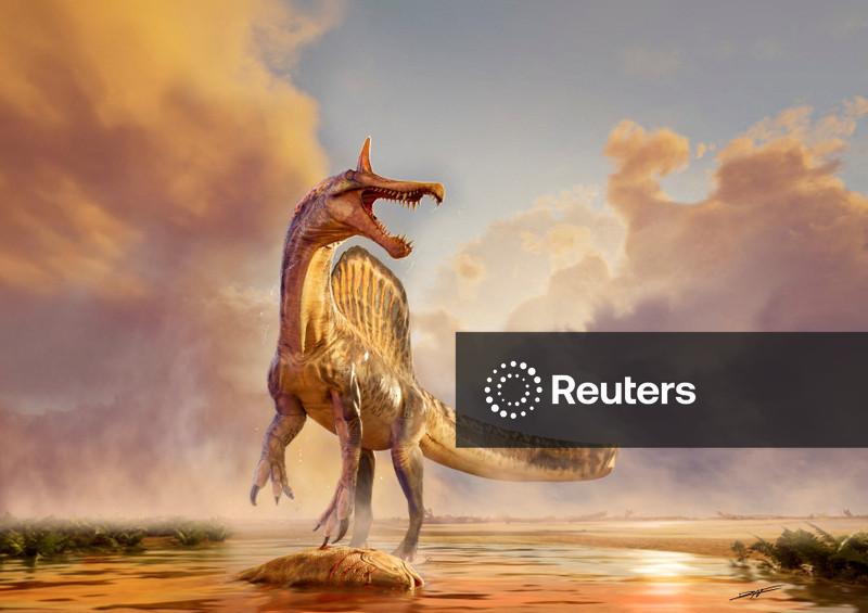 Fósseis de uma nova espécie do dinossauro gigante Spinosaurus são descobertos no Níger