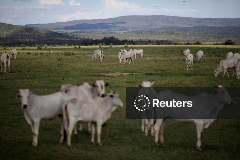MBRF afirma que cumpriu meta de rastreabilidade, monitorando 100% da cadeia de bovinos