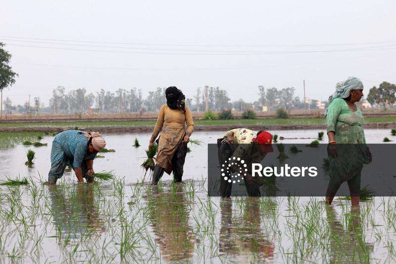 Domínio da Índia sobre o comércio global de arroz alimenta iminente crise hídrica