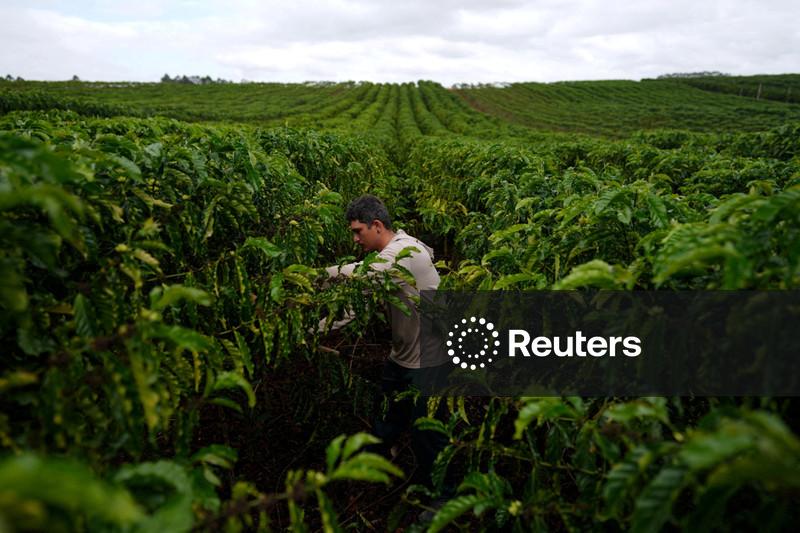 ENFOQUE-Produtores de café robusta no Brasil priorizam qualidade em meio a preços altos e preocupações climáticas
