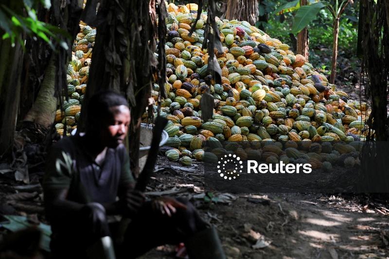 Cacau atinge mínimas de quase 2 anos em Londres, café arábica amplia ganhos