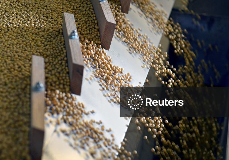China enfrenta preços mais altos em novas compras de soja dos EUA para agradar Trump