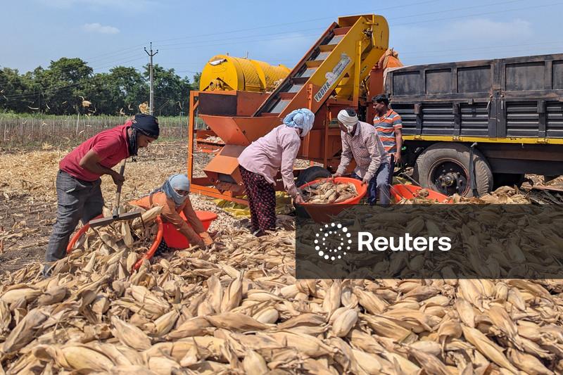Preços do milho e da soja na Índia caem com abertura das portas às importações dos EUA