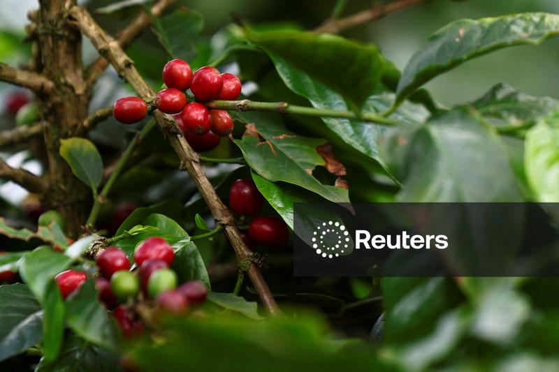 Produtores de café canéfora expandem lavouras para novas áreas no Brasil, incluindo MT