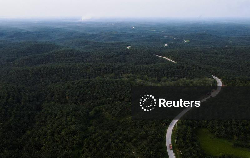 Indonésia pode confiscar mais 5 mi hectares de plantações de óleo de palma em 2026
