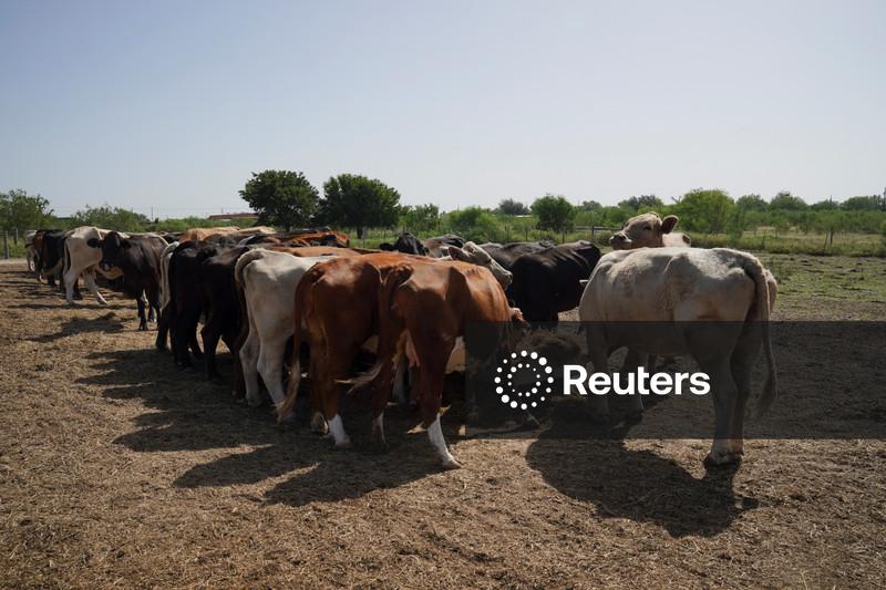 Rebanho bovino dos EUA cai ao menor nível em 75 anos, afirma USDA