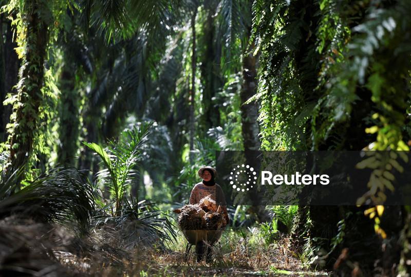 Estoques de óleo de palma da Indonésia caem 10% em outubro com demanda doméstica maior