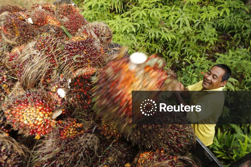 Produção de óleo de palma da Malásia em 2025 deve superar 20 mi t pela primeira vez