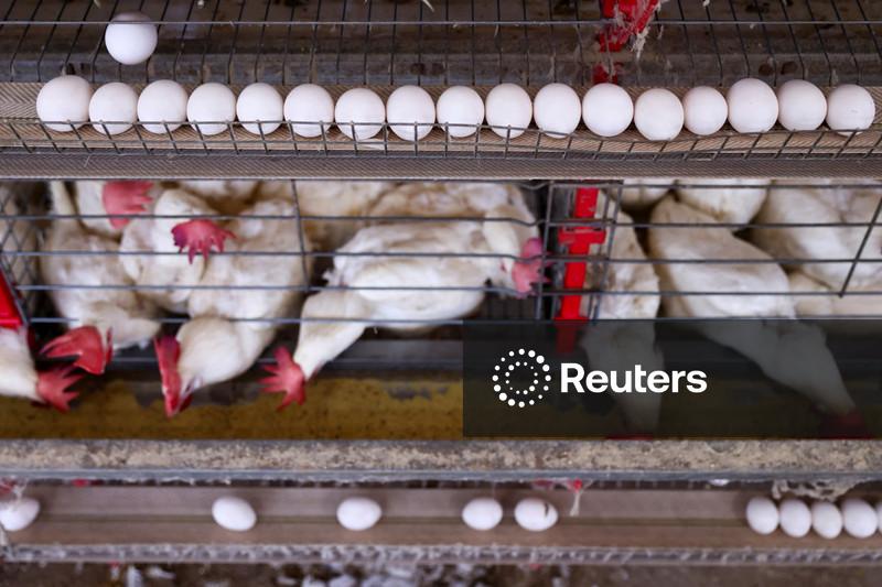 JBS e Mantiqueira compram produtora de ovos Hickman's Egg Ranch nos EUA