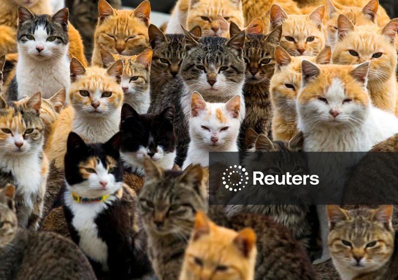 Estudo do genoma revela um marco na história da domesticação dos gatos