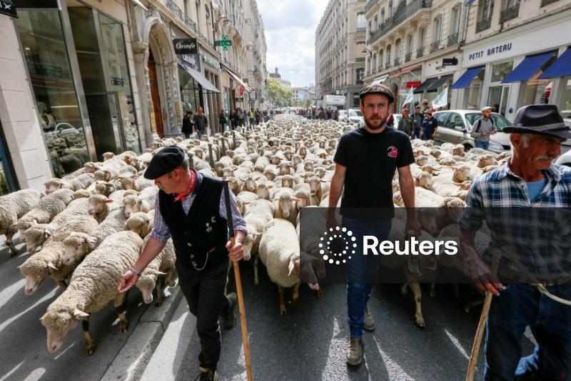 França autoriza abate de cerca de 200 lobos para proteger rebanhos