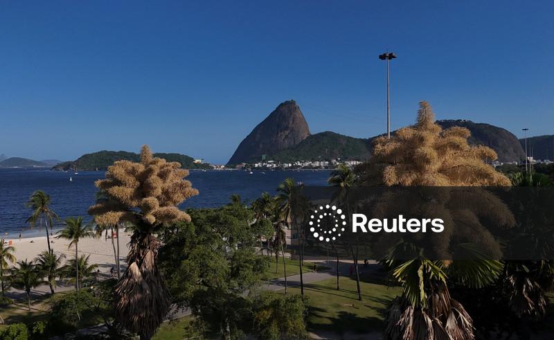 Décadas após plantadas, palmeiras raras florescem pela primeira e última vez no Rio