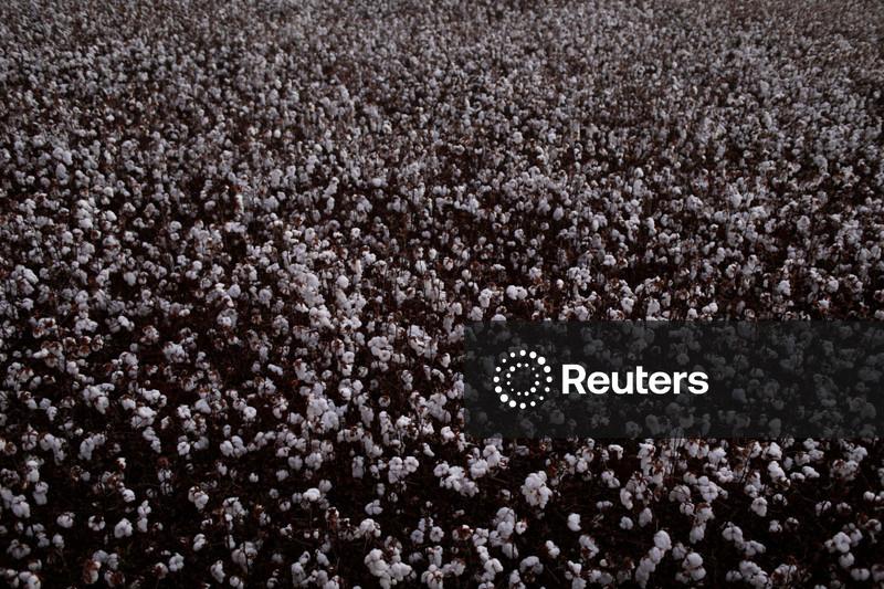 Exportação de algodão deve crescer 10% em 2025/26, projeta Anea
