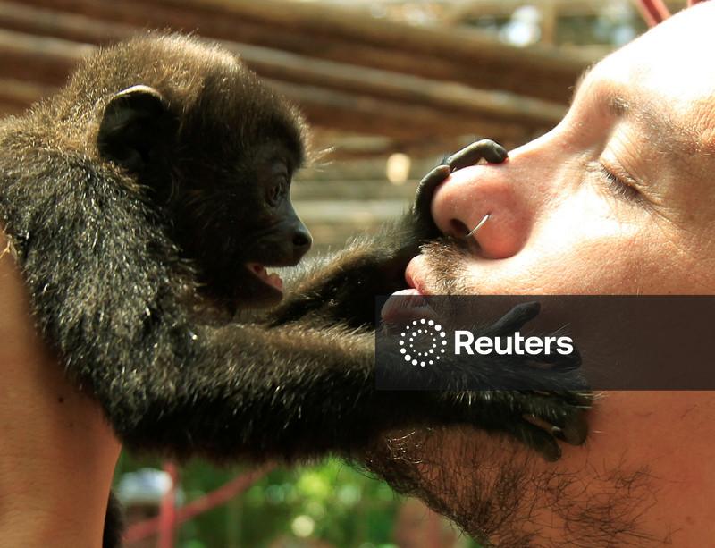 Primeiro beijo foi dado há 20 milhões de anos por primatas, dizem cientistas