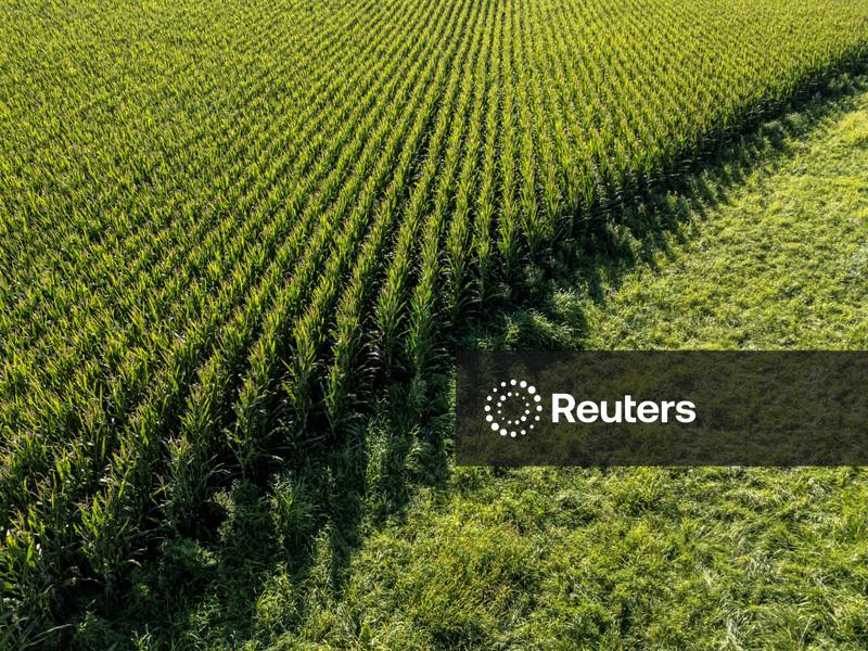 Em dificuldades, agricultores dos EUA apostam em grandes áreas de milho para atingir ponto de equilíbrio
