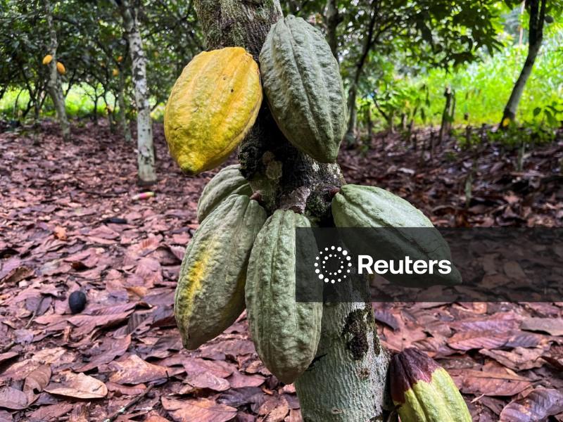 Cacau atinge máxima em um mês na bolsa ICE